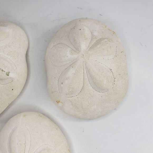 Large Sand Dollar Sea Biscuit Puffy 5" x 4" Vintage Natural Set of 3 - Picture 3 of 13